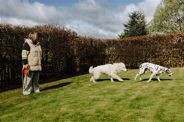 A guest and her two large dogs on the front lawn